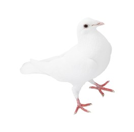 Image of One dove isolated on white. Graceful bird