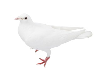 Image of One dove isolated on white. Graceful bird