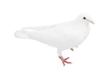 Image of One dove isolated on white. Graceful bird