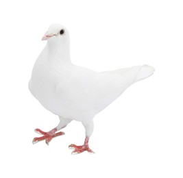 Image of One dove isolated on white. Graceful bird