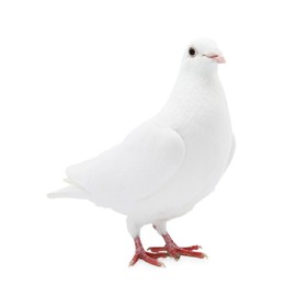 Image of One dove isolated on white. Graceful bird