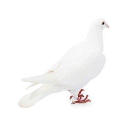 Image of One dove isolated on white. Graceful bird