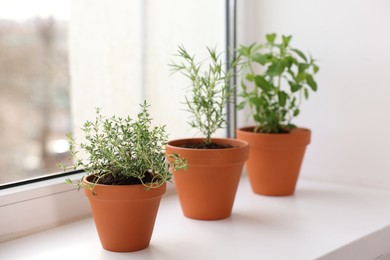 Photo of Different aromatic herbs in pots on window sill