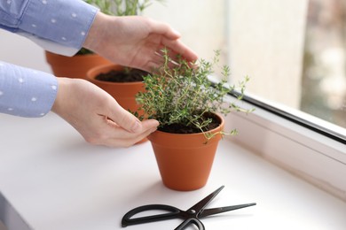 Photo of Woman with aromatic herbs at window sill indoors, closeup