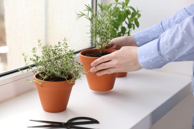 Photo of Woman with aromatic herbs at window sill indoors, closeup