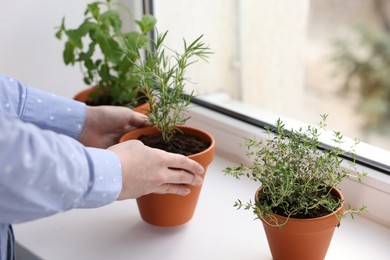 Photo of Woman with aromatic herbs at window sill indoors, closeup