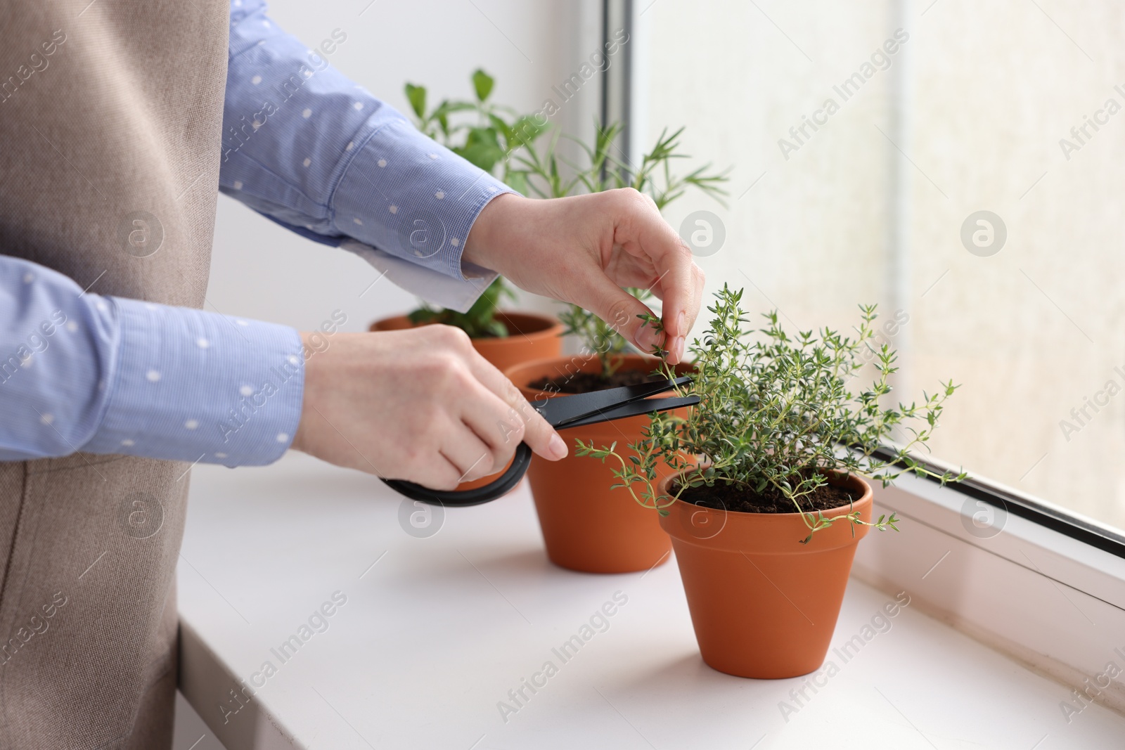 Woman cutting thyme at window sill indoors, closeup. Aromatic herbs Photo of Woman cutting thyme at window sill indoors, closeup. Aromatic herbs