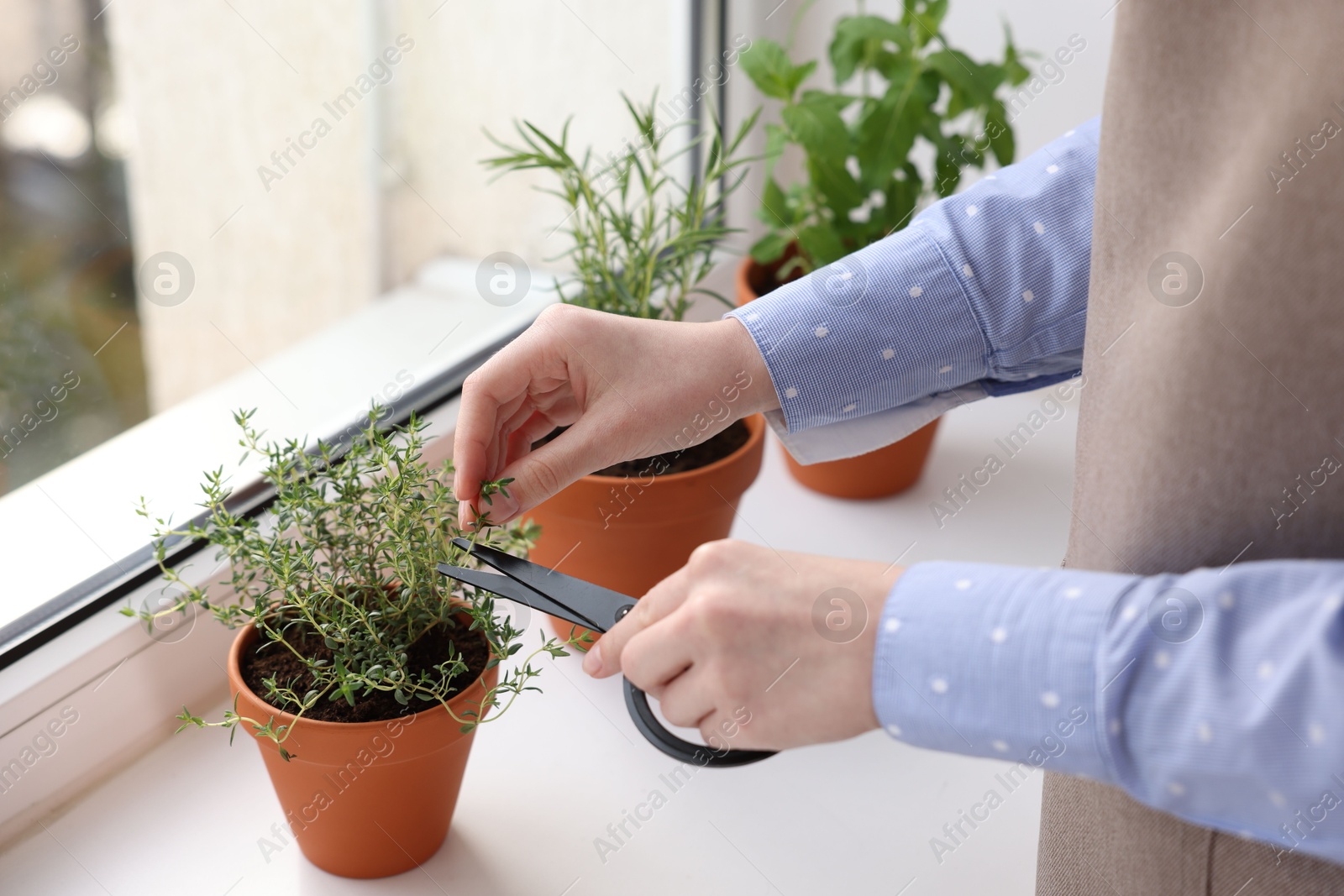 Woman cutting thyme at window sill indoors, closeup. Aromatic herbs Photo of Woman cutting thyme at window sill indoors, closeup. Aromatic herbs
