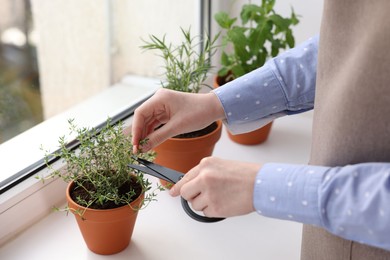 Photo of Woman cutting thyme at window sill indoors, closeup. Aromatic herbs