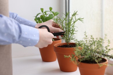 Photo of Woman cutting rosemary at window sill indoors, closeup. Aromatic herbs