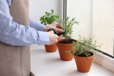 Photo of Woman cutting rosemary at window sill indoors, closeup. Aromatic herbs