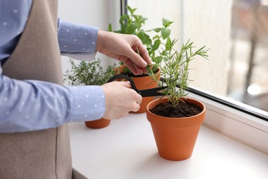 Photo of Woman cutting rosemary at window sill indoors, closeup. Aromatic herbs