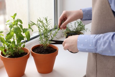 Photo of Woman cutting rosemary at window sill indoors, closeup. Aromatic herbs