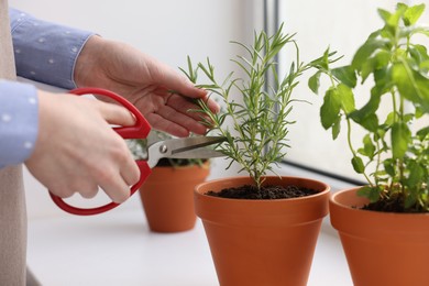 Photo of Woman cutting rosemary at window sill indoors, closeup. Aromatic herbs