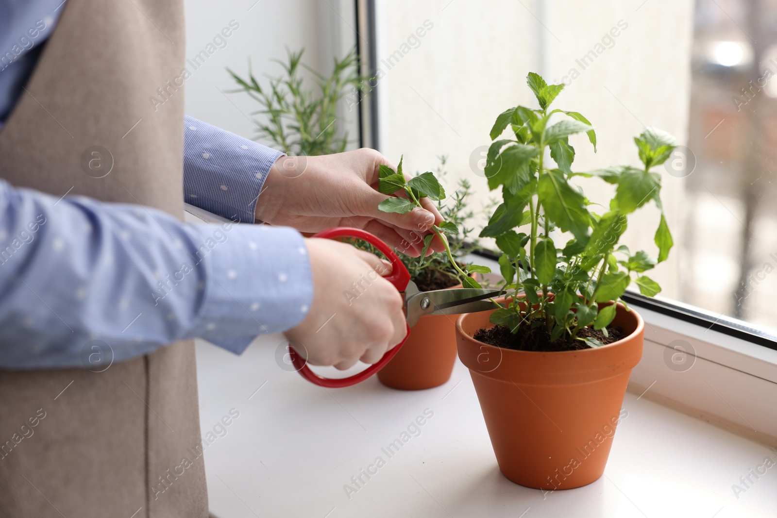 Photo of Woman cutting mint at window sill indoors, closeup. Aromatic herbs