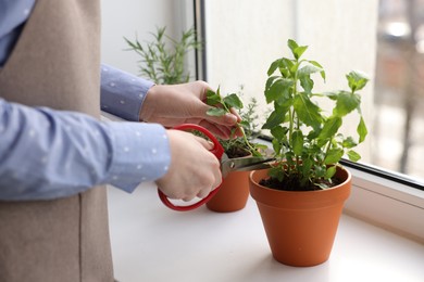 Photo of Woman cutting mint at window sill indoors, closeup. Aromatic herbs