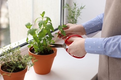 Photo of Woman cutting mint at window sill indoors, closeup. Aromatic herbs