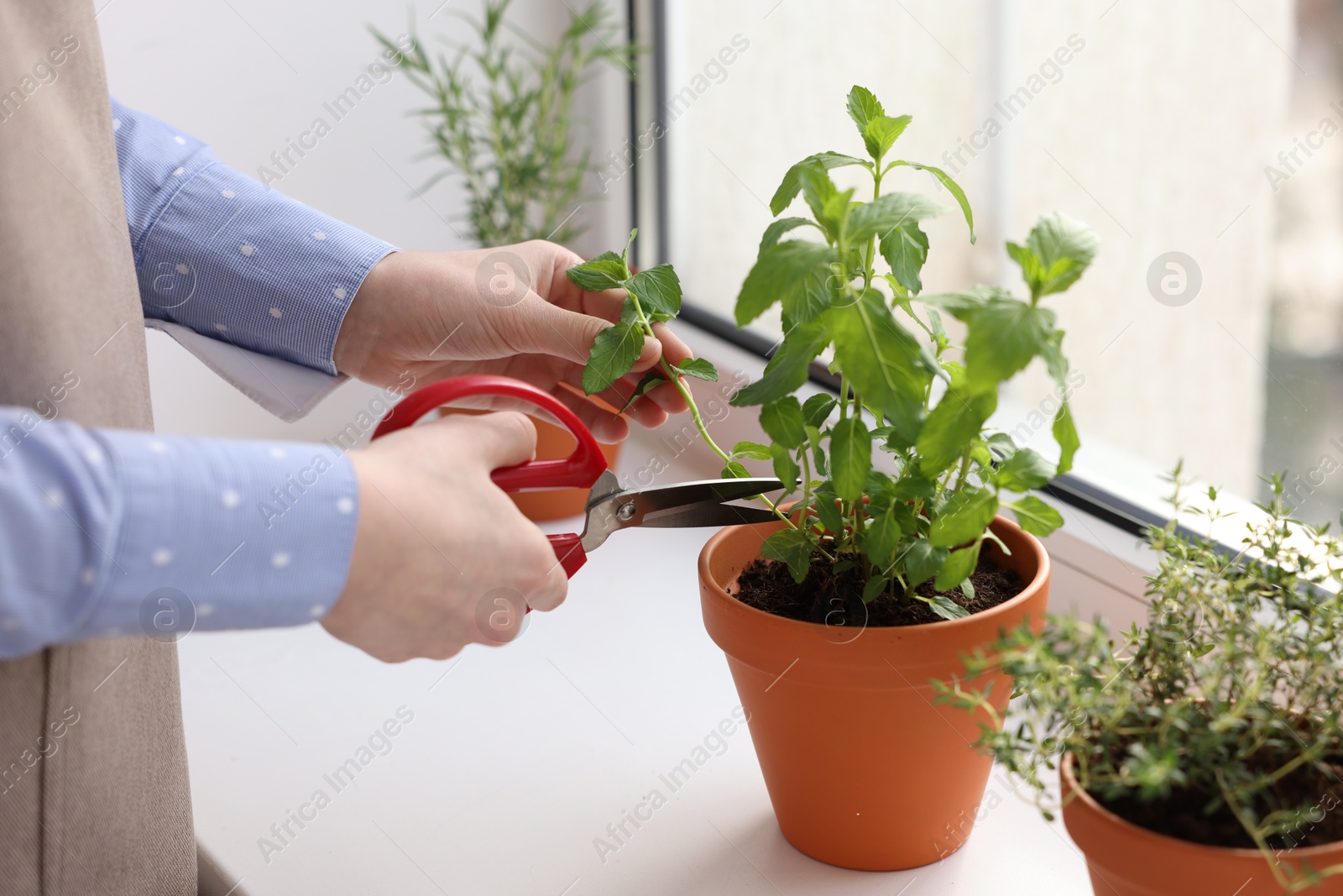 Photo of Woman cutting mint at window sill indoors, closeup. Aromatic herbs