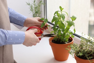 Photo of Woman cutting mint at window sill indoors, closeup. Aromatic herbs