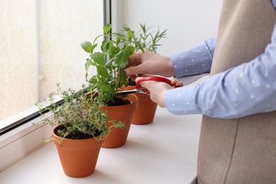 Photo of Woman cutting mint at window sill indoors, closeup. Aromatic herbs