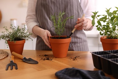 Photo of Woman planting herbs at table in kitchen, closeup
