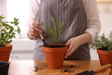 Photo of Woman planting herbs at table in kitchen, closeup