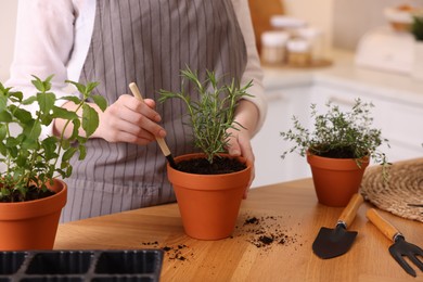 Photo of Woman planting herbs at table in kitchen, closeup