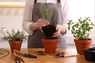 Photo of Woman planting herbs at table in kitchen, closeup