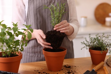 Photo of Woman planting herbs at table in kitchen, closeup