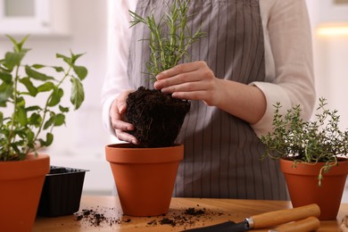 Photo of Woman planting herbs at table in kitchen, closeup