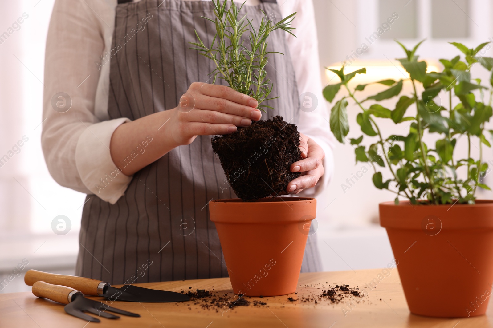 Photo of Woman planting herbs at table in kitchen, closeup