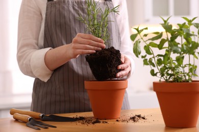 Photo of Woman planting herbs at table in kitchen, closeup