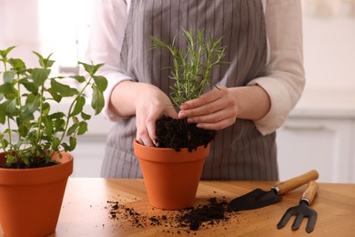 Photo of Woman planting herbs at table in kitchen, closeup