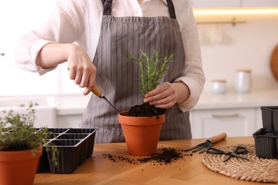 Photo of Woman planting herbs at table in kitchen, closeup