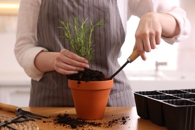 Photo of Woman planting rosemary at table in kitchen, closeup. Aromatic herb
