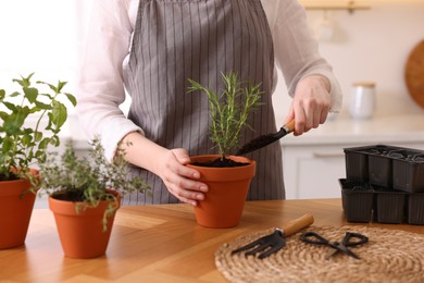 Photo of Woman planting herbs at table in kitchen, closeup