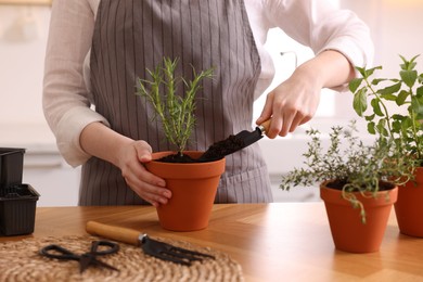 Photo of Woman planting herbs at table in kitchen, closeup
