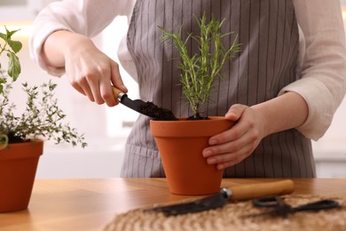 Photo of Woman planting herbs at table in kitchen, closeup