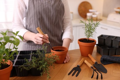 Photo of Woman planting herbs at table in kitchen, closeup