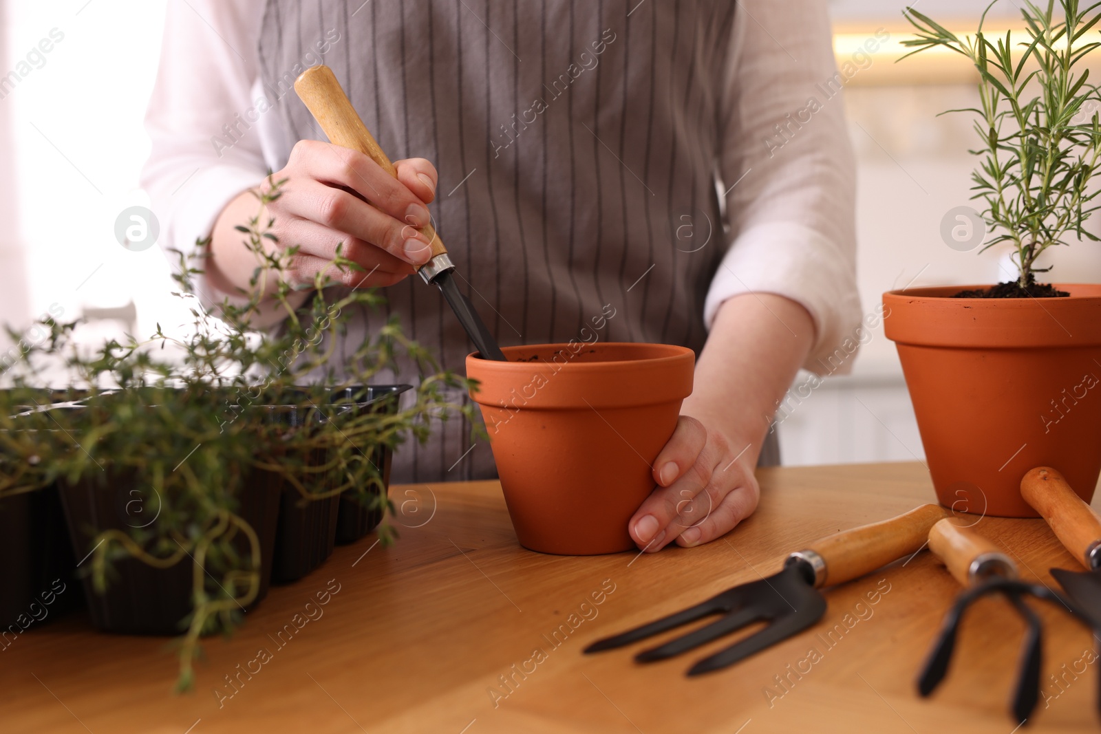 Photo of Woman planting herbs at table in kitchen, closeup