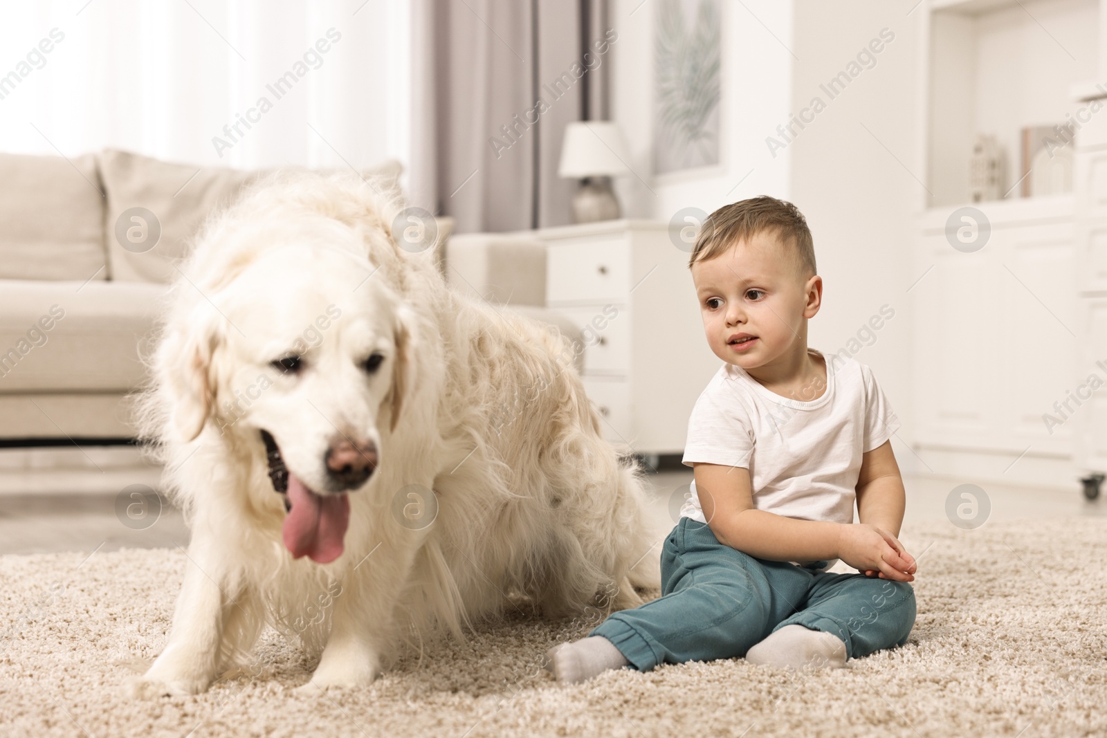 Photo of Little boy with cute dog on carpet at home