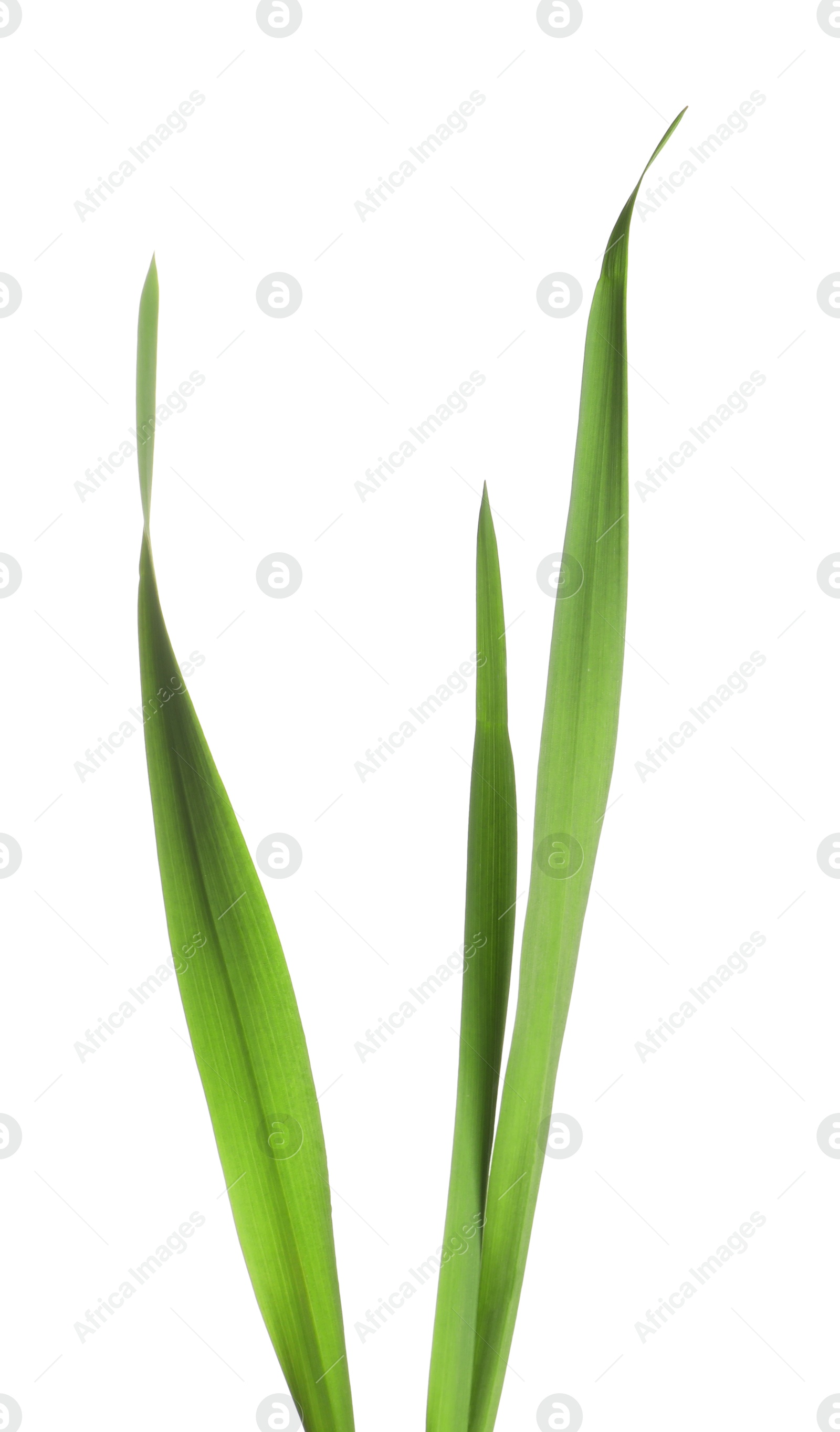 Blades of green grass isolated on white Photo of Blades of green grass isolated on white