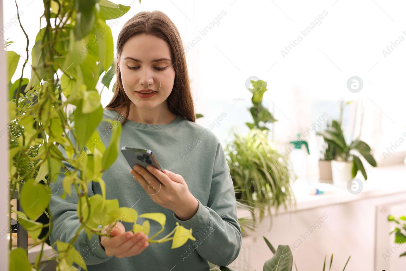 Photo of Woman using houseplant recognition application on smartphone indoors. Space for text