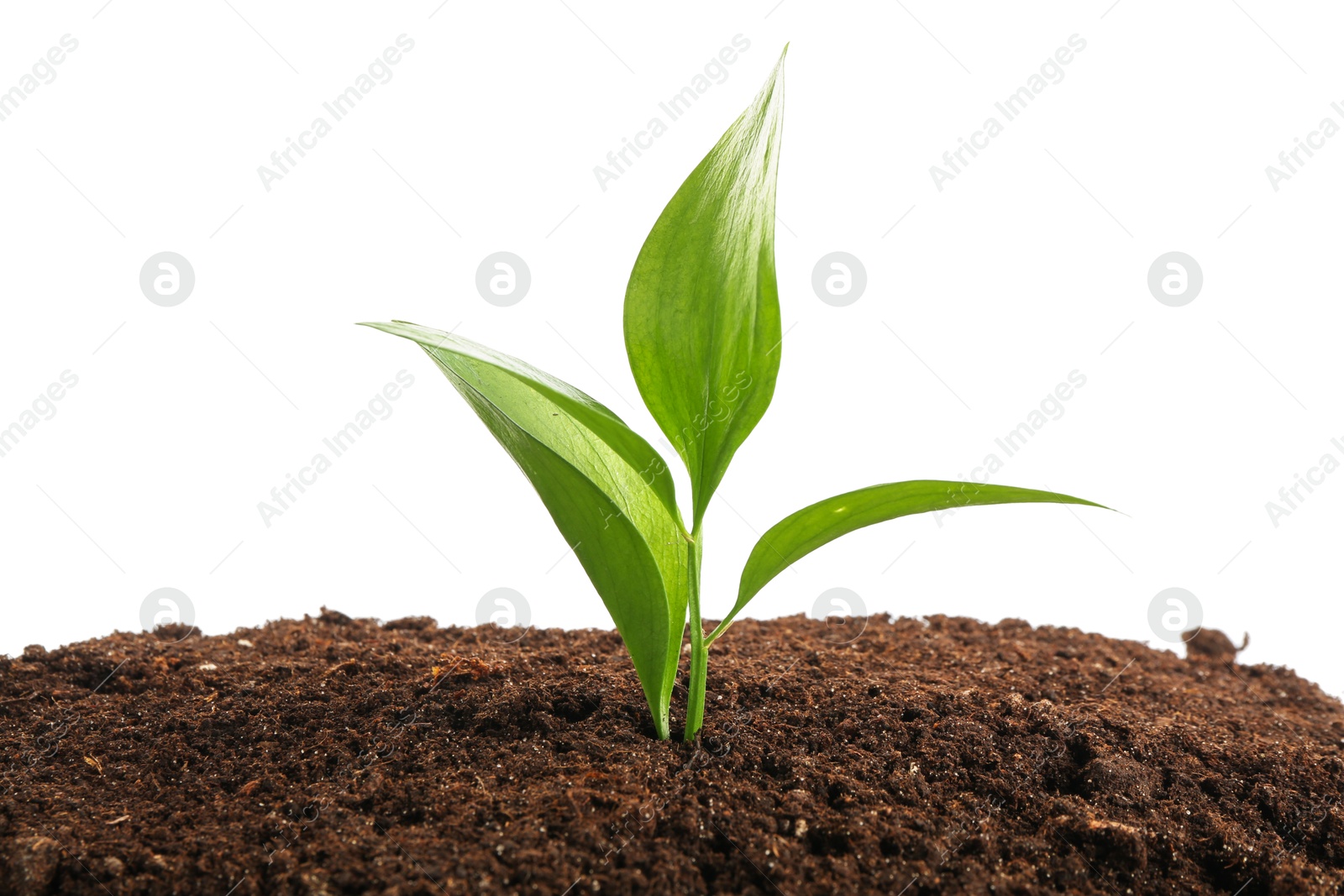 Photo of Young sapling in soil isolated on white