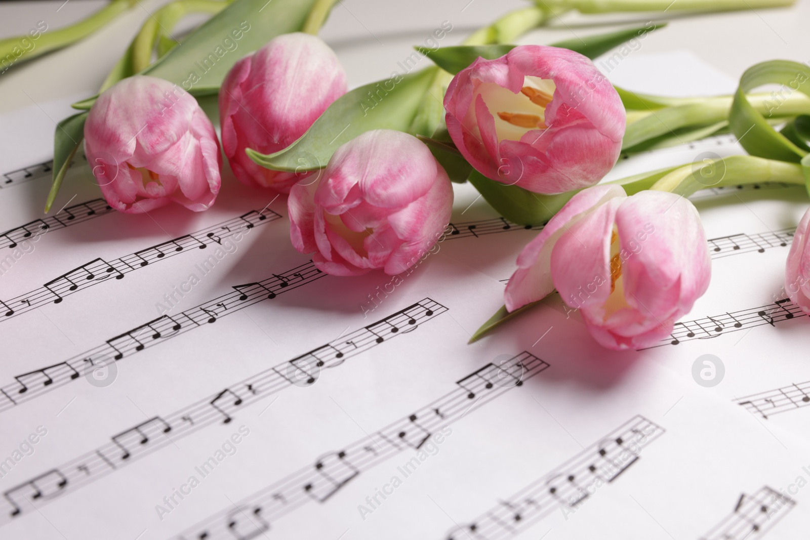 Photo of Beautiful tulips on sheets with music notes, closeup