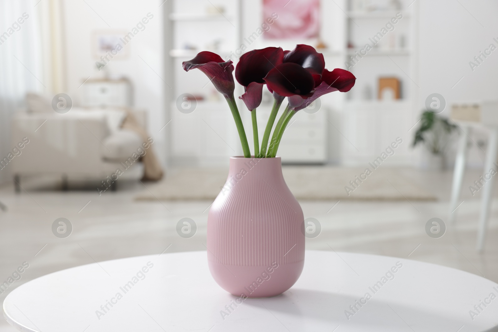 Photo of Bouquet of beautiful calla lily flowers in vase on table indoors