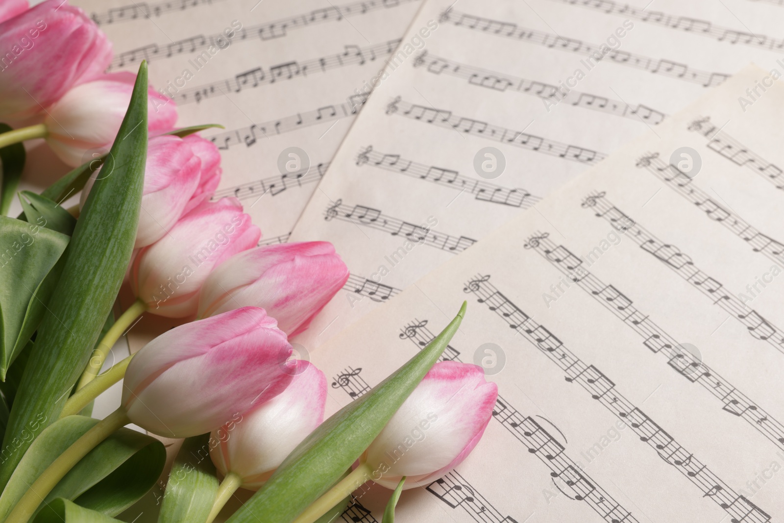 Photo of Beautiful tulips on sheets with music notes, closeup