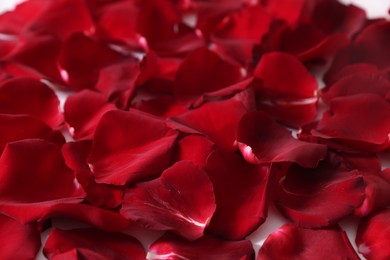 Photo of Many beautiful rose petals on bed, closeup
