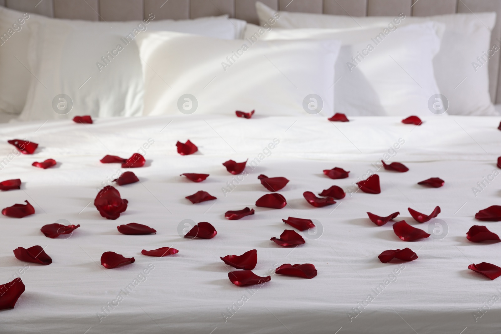 Many beautiful rose petals on bed indoors Photo of Many beautiful rose petals on bed indoors