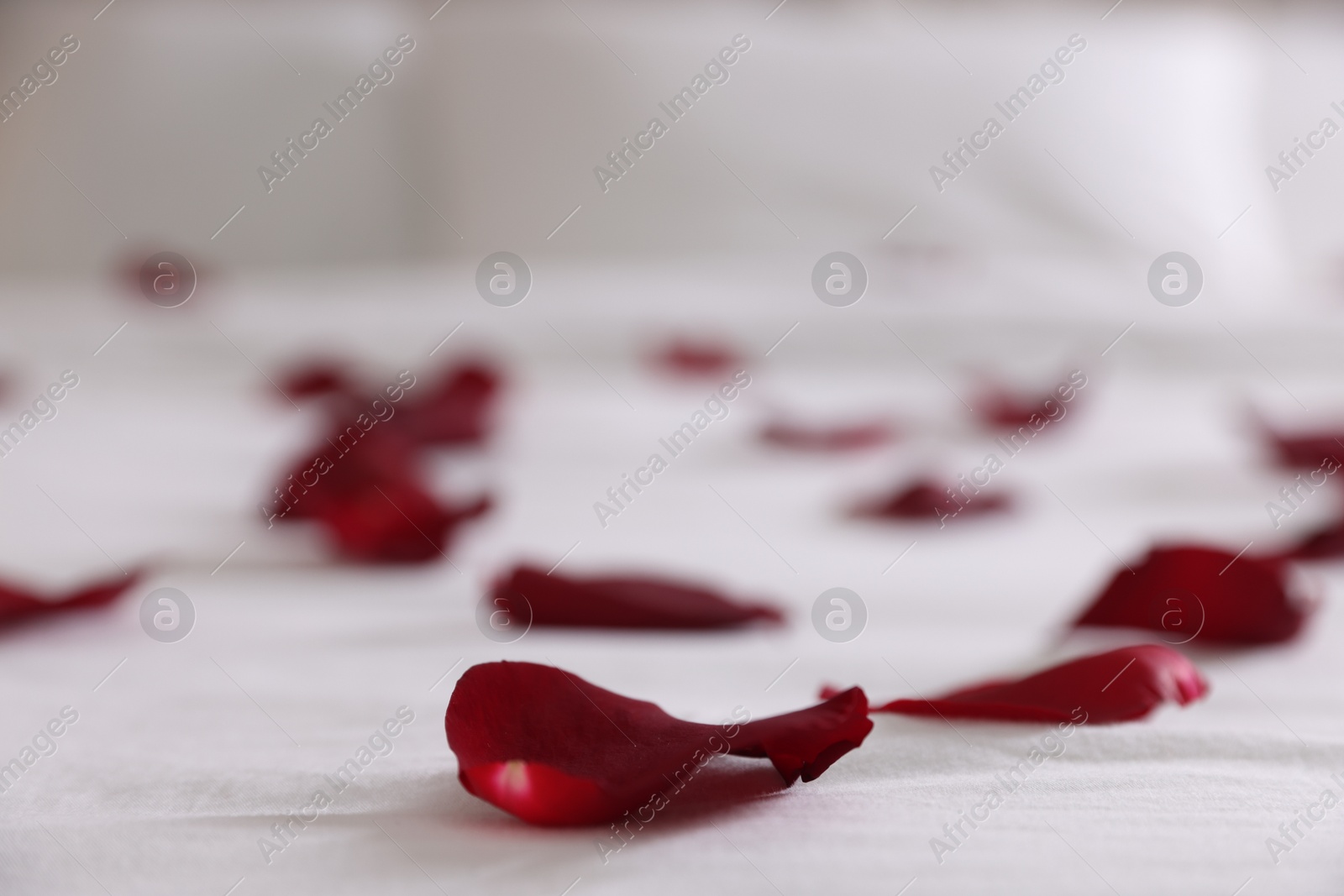 Many beautiful rose petals on bed, selective focus Photo of Many beautiful rose petals on bed, selective focus